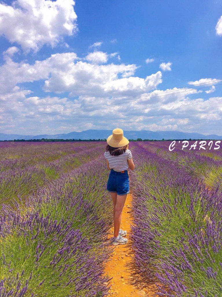 法國人飲食習慣 南法普羅旺斯薰衣草田